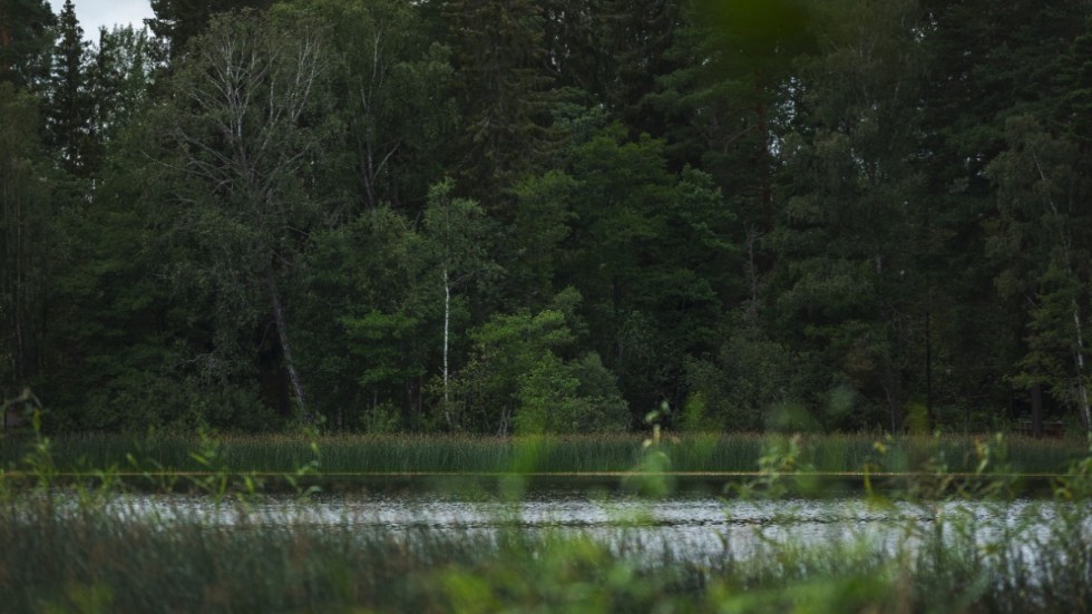 Skogen tar upp tre gånger Sveriges fossila utsläpp enligt debattören.
