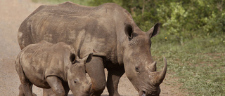 Mindre tjuvjakt – noshörningarna ändå hotade