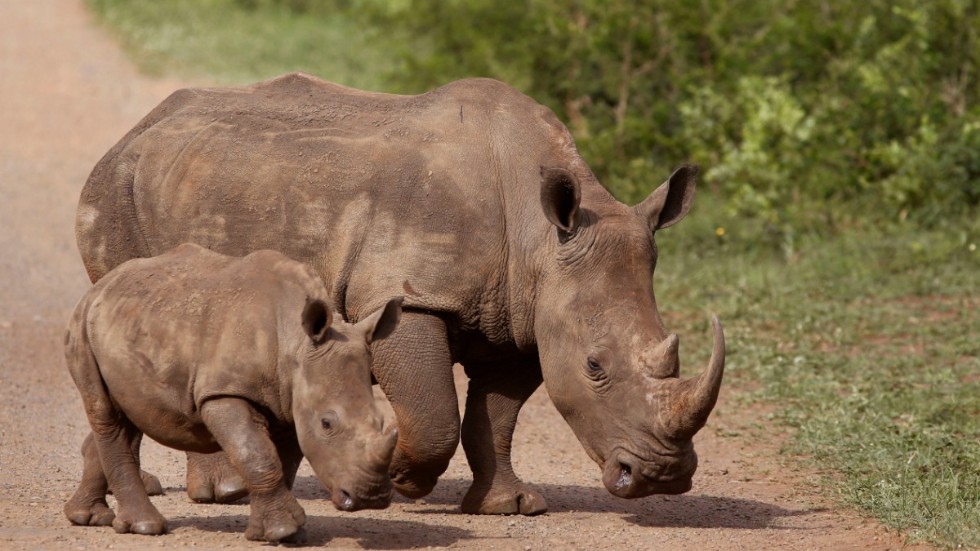 Tjuvjakt är ett stort hot för noshörningar. Bilden är tagen i naturreservatet Hluhluwe-imfolozi i Sydafrika 2015.