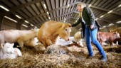 Strängnäs kommun har adopterat tre kalvar som ska bli mat – måltidschefen: "Det spelar roll att djuren mår bra"