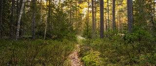 Svenskarna vill skydda skog med höga naturvärden 