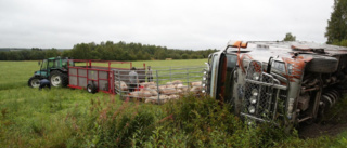 65 grisar inblandade i trafikolycka när djurtransport välte: ”Ett fantastiskt räddningsarbete”
