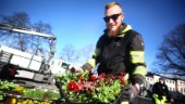 Nu blir det blommigt värre när 50 000 plantor ska planteras ut