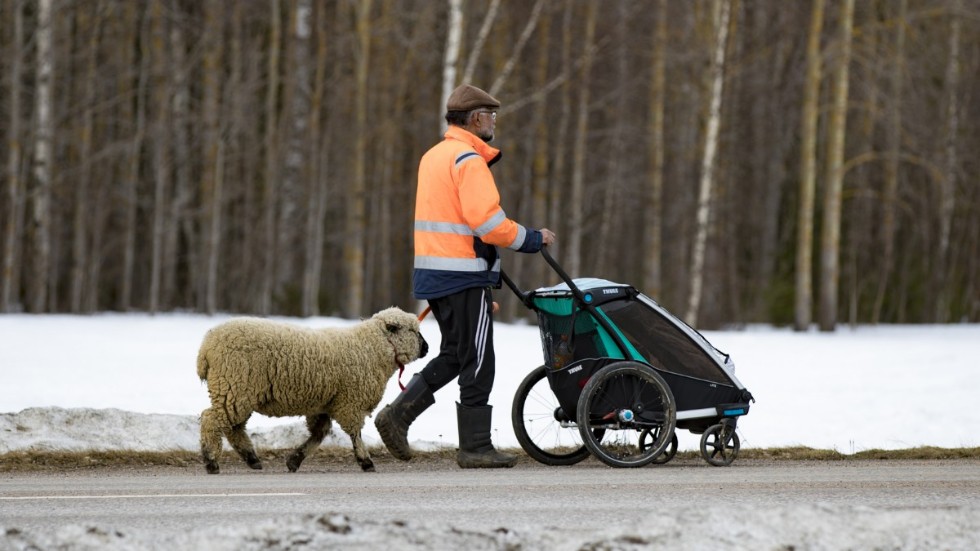 Sakhi Youmard har i dag ett 30-tal får på Sörgården utanför Råneå. Under långfredagen tog han en promenad genom Råneå tillsammans med barnbarnen Ester och Elma och ettåriga tacklammet Mari. 