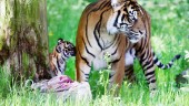 Sumatra-tigern Toba född på Parken zoo: "Unika för oss"