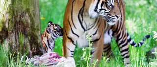 Sumatra-tigern Toba född på Parken zoo: "Unika för oss"