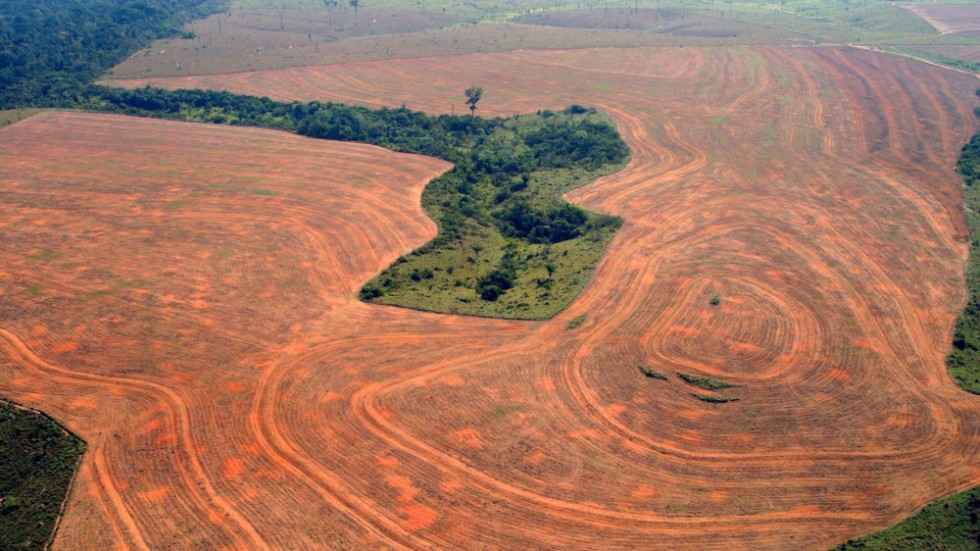 De största hoten i dag är förlust av livsmiljöer som avskogning och storskalig markomvandling för jordbruk, skriver bland andra Peter Westman, tillförordnad generalsekreterare Världsnaturfonden WWF.