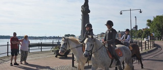 Video: Se när ridskolehästarna flyttas till Gränsö – rider genom centrum
