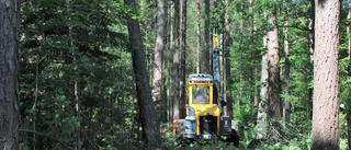 Granbarkborren bekämpas – delar av Rydskogen spärras av