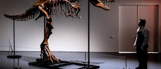 Unik T-rex-släkting såld för 62 miljoner