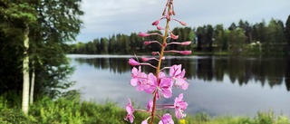 En cykeltur längs älven       