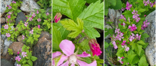 Åkerbärsblomman i full blom     