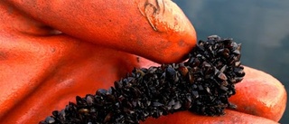 Mängder av musslor - ett gott tecken i miljökampen