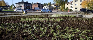 Körsbärsträden ska planteras inom kort