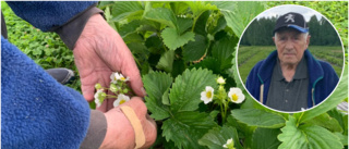 Rekordår för lokala jordgubbar – då är de redo att plockas