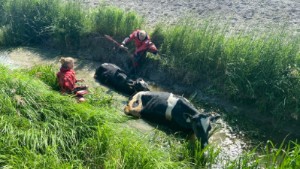 Tre kvigor har fastnat i dike i Tystberga – räddningstjänsten på plats