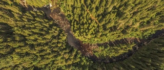 Skogsstyrelsen varslar i Sörmland