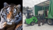Utrotningshotade tigrar till Kolmården