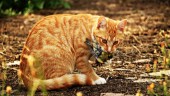 Rekordmånga katter smittade av salmonella