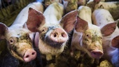 Flest grisar föds upp i Skåne
