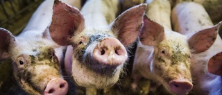 Flest grisar föds upp i Skåne