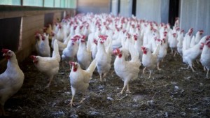 Fjäderfäbranschen får 270 miljoner för att klara krisen