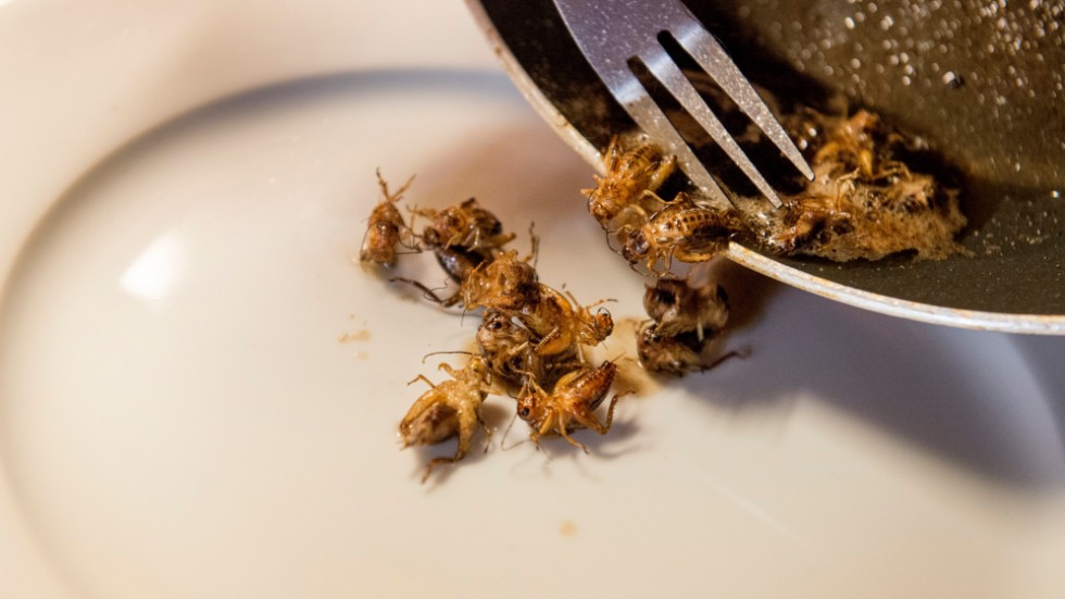 Stekta syrsor innehåller massvis med protein. Men svenskar ska inte behöva äta insekter på grund av en missbrukad jordbrukspolitik, menar debattörerna, som är upprörda över att  skolelever serverats krismeny med bland annat insekter.