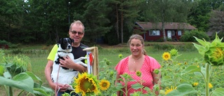 Anders och Annika i Gladhammar odlar solrosor – för att hjälpa Ukraina: "Det är en liten droppe i alla fall" • Så kan du bidra