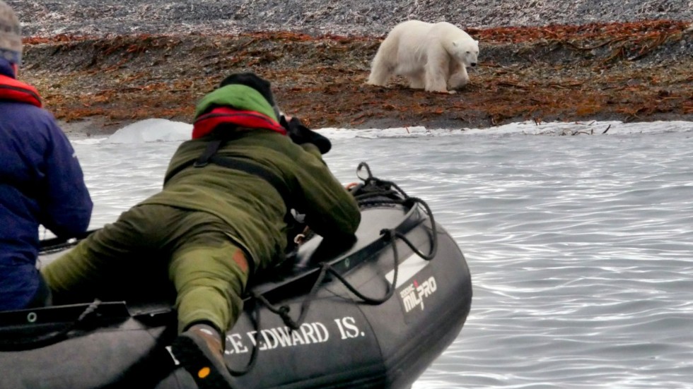 Isbjörnarna lockar turister till Svalbard. Men de är utsatta när nu isarna krymper på grund av människans framfart.