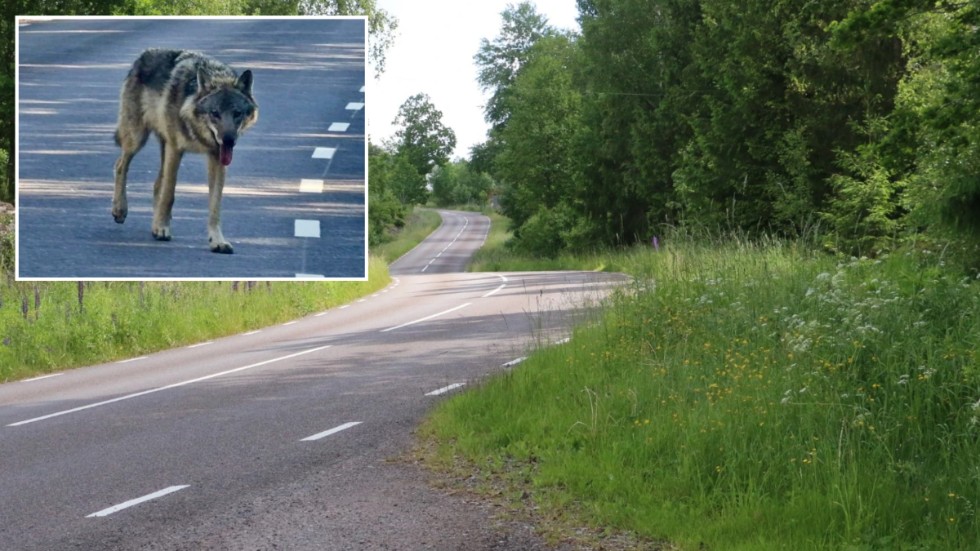 Här på vägen mellan Virserum och Bösebo mötte Martin Johansson från Grunkabo en varg.