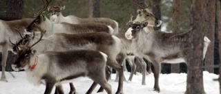 Östen ser renarna som skadedjur