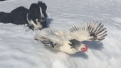 Se: vallhund räddar höna i snönöd