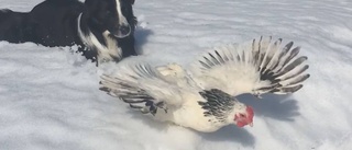 Se: vallhund räddar höna i snönöd
