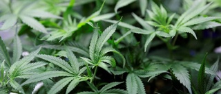 Odlade cannabis – tagen på bar gärning