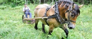 Årlig slåtter vid Iggelbo