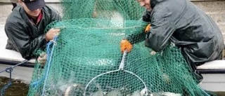 Braxen fiskas för minskad fosforhalt