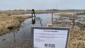 18 hektar våtmarksområde återställt – efter flera års jobb • ”Fram till i dag har 37 gäddor passerat”