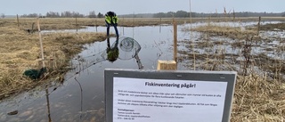 18 hektar våtmarksområde återställt – efter flera års jobb • ”Fram till i dag har 37 gäddor passerat”
