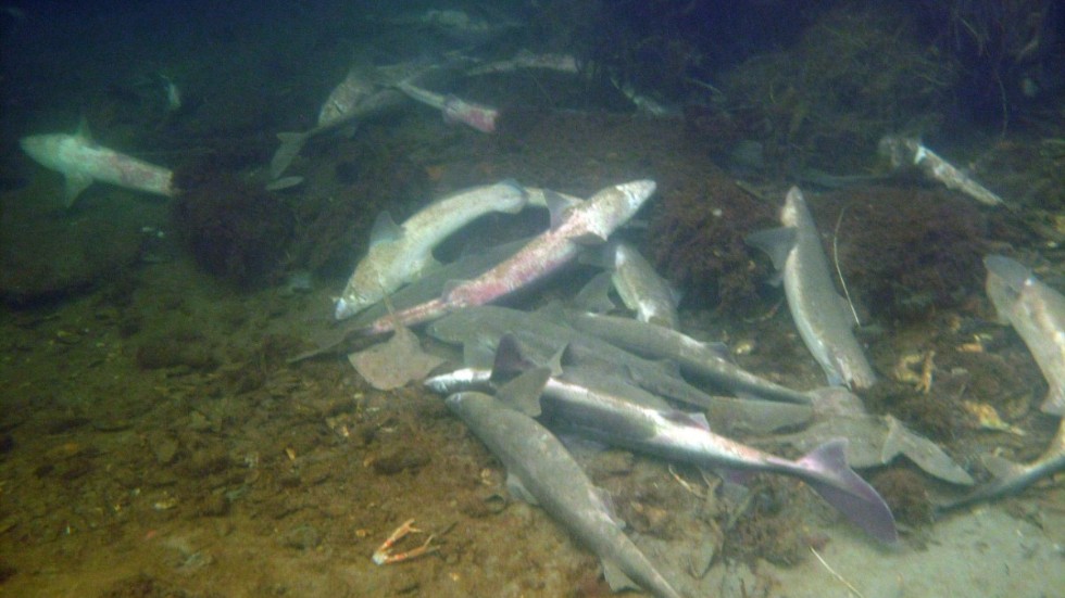 Ett stort antal döda eller döende hajar hittades i Lysekil i våras.