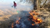 Här bränns gräs för vildbins skull – med bidrag från Naturvårdsverket