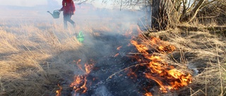 Här bränns gräs för vildbins skull – med bidrag från Naturvårdsverket