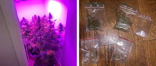 Lukt i trappuppgång avslöjade cannabisodlare 