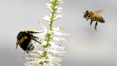 Gör blommor och bin till en folkrörelse i Linköping