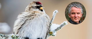Skrällen: Ny etta på fågeltoppen i Eskilstuna