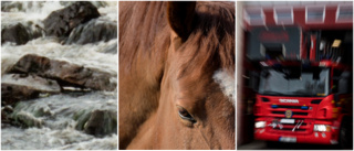  Neigh way out! Firefighters fight to free horse stuck in stream