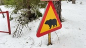 Varnar för björn norr om Motala: "Oj, var nog första tanken"