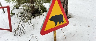 Varnar för björn norr om Motala: "Oj, var nog första tanken"