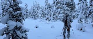 Dagens läsabild: Jakt i fin miljö