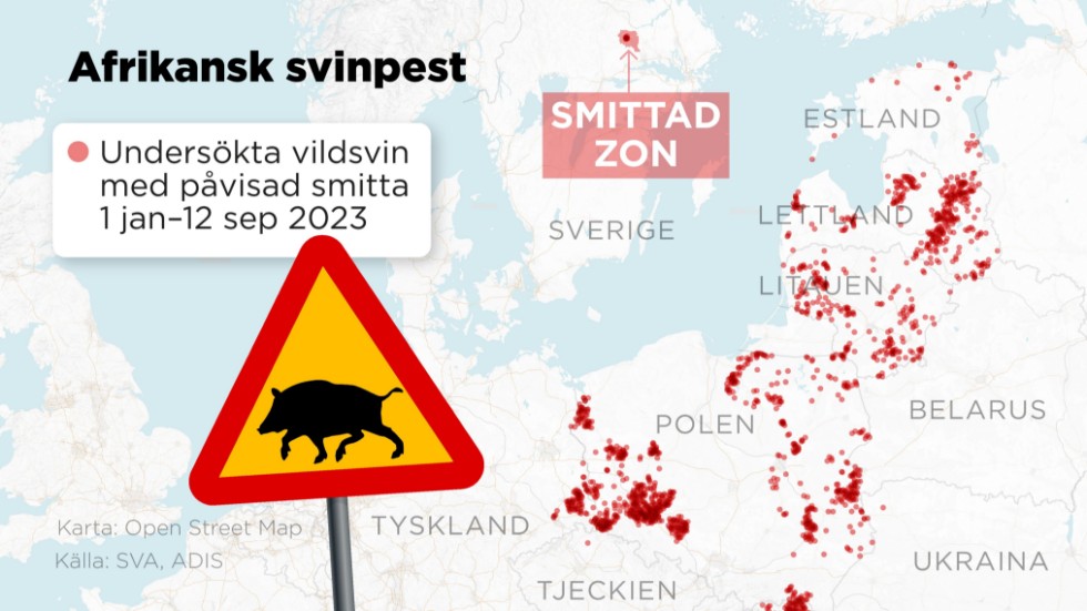 Kartan visar var undersökta vildsvin som påvisats vara smittade av afrikansk svinpest hittats under perioden 1 januari–12 september 2023.