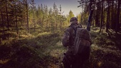 Jägare vågar inte kritisera skogsbolagen: ”Håll truten och skjut”